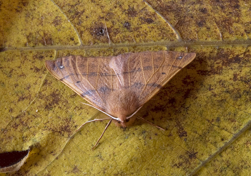 Colotois pennaria Geometridae